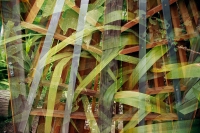 David-Goldberg-Horticulture-12